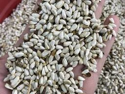 Safflower seeds