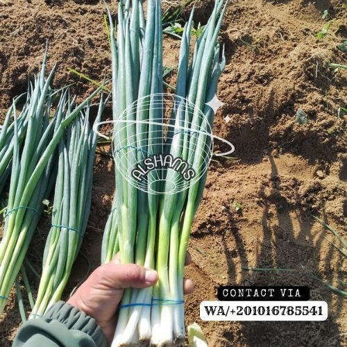 Spring Onion