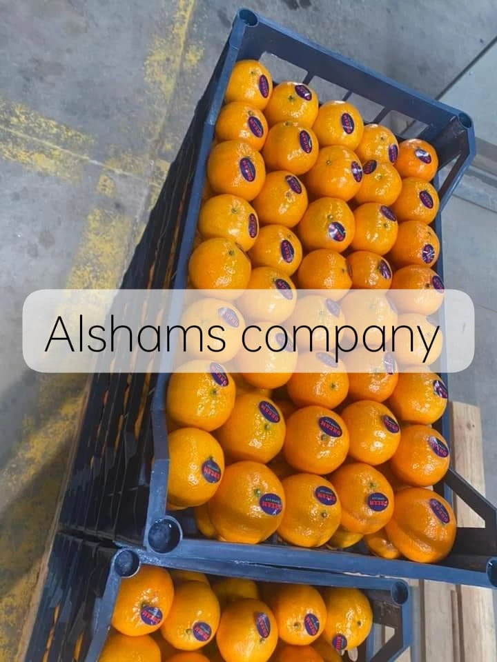 Tangerine ( Marquette )