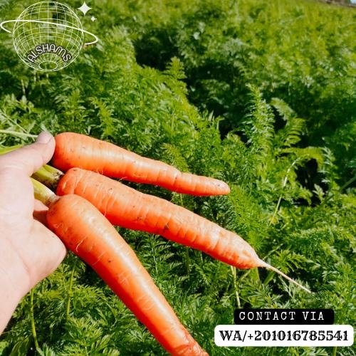 Fresh Carrots