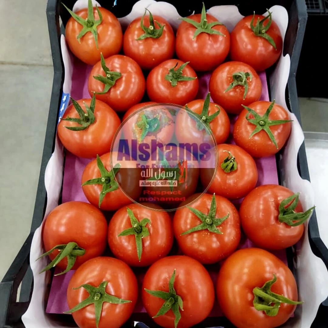 Fresh Tomatoes