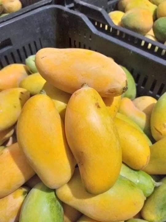 Mango