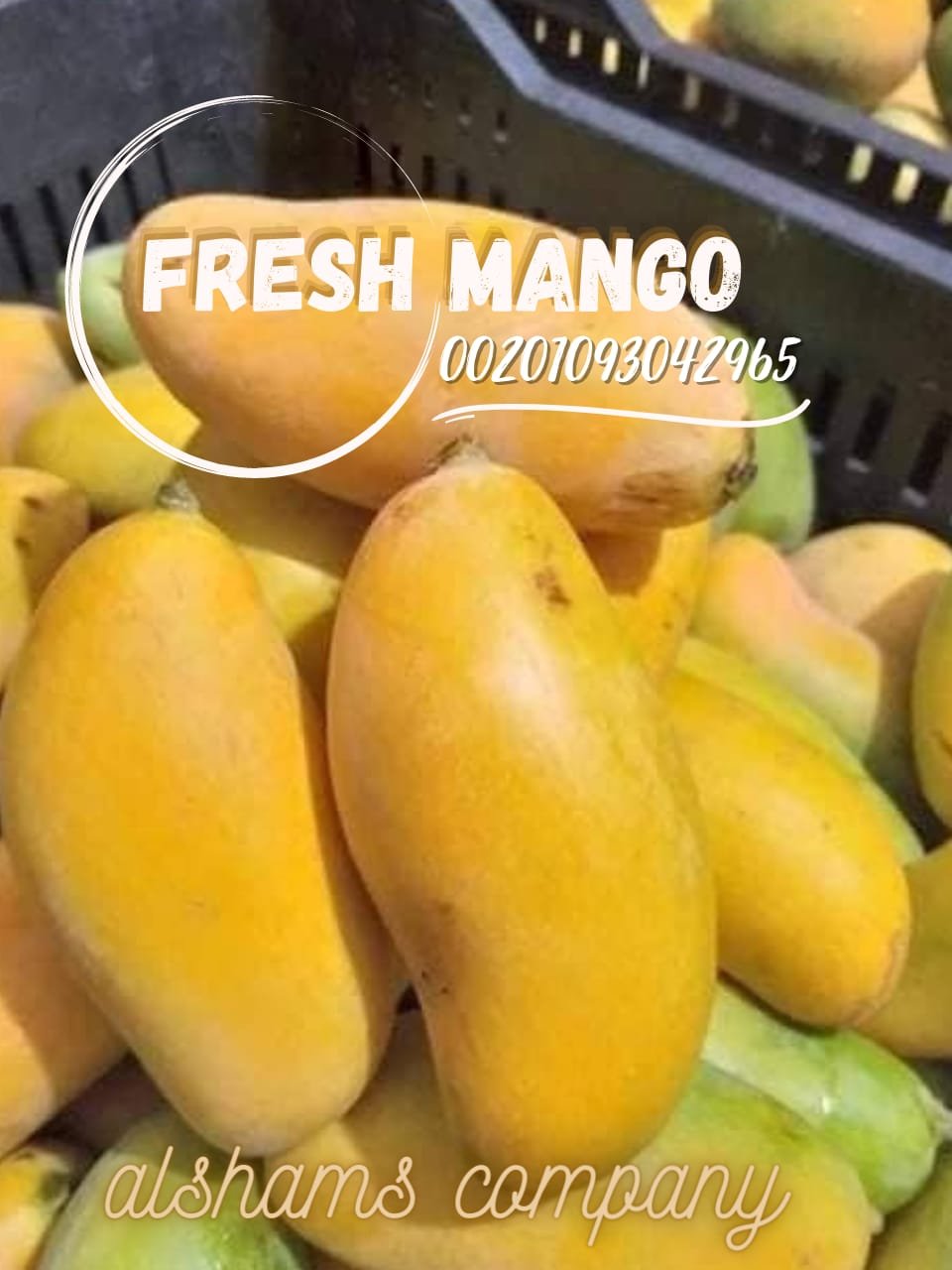 Mango