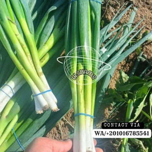Spring Onion