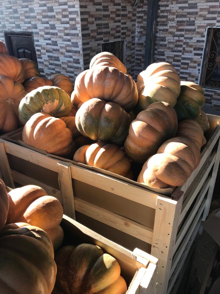 Fresh Pumpkin