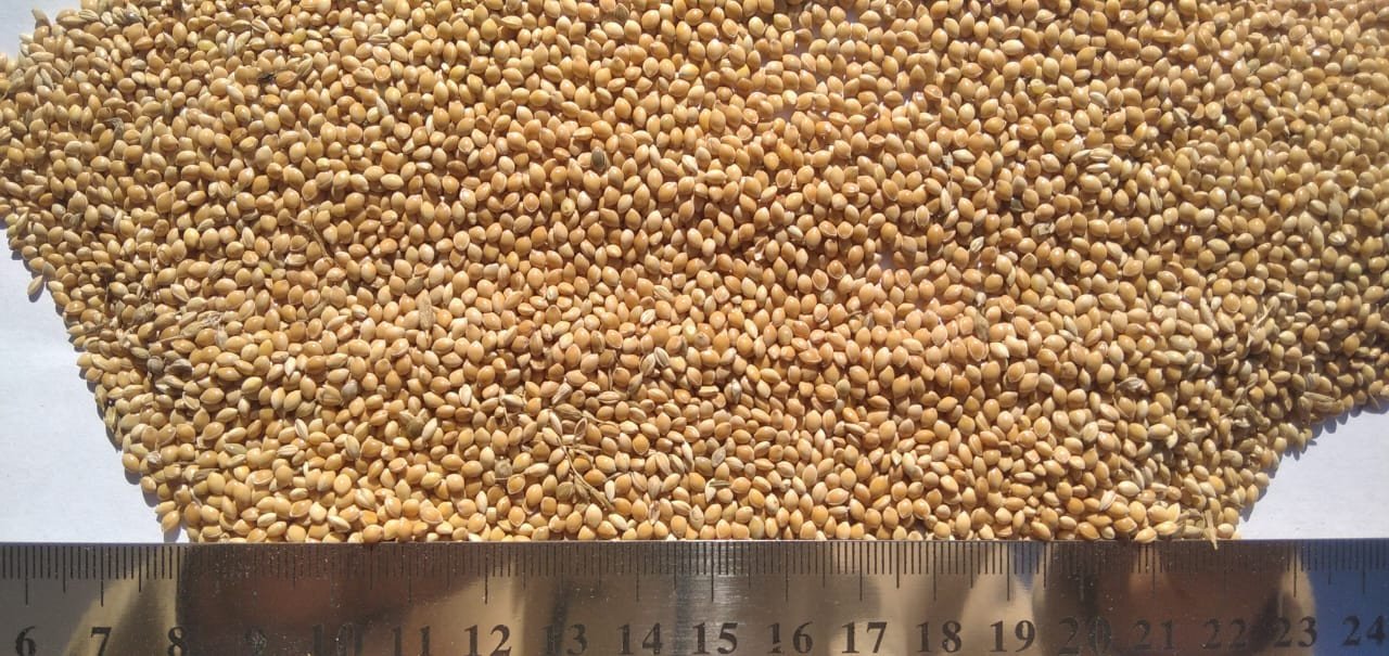 Millet yellow